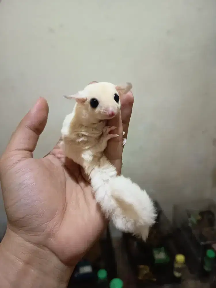 Sugar Glider Leu