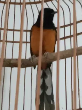 Murai Batu pe 18an