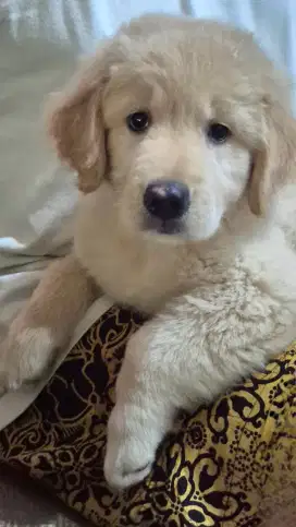 Anakan Anjing Golden