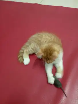 Lepas adopt kitten mix dome