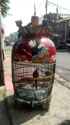 Perkutut lokal alam gacor istimewa