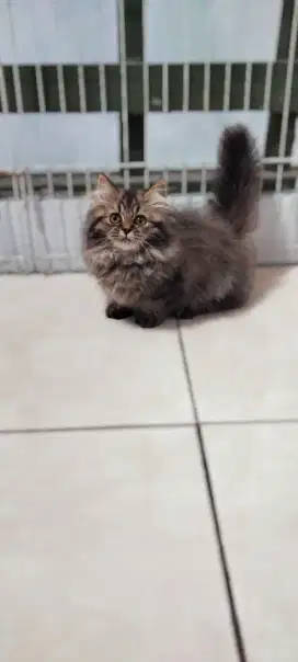 KUCING MUNCHKIN JANTAN