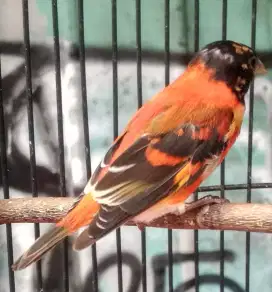 Burung red siskin warna joss