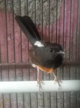 Jual burung murai betina siap ternak