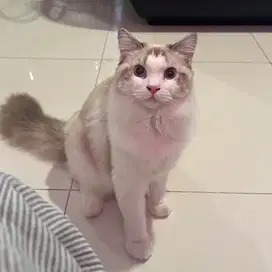 Lepas Adopsi Kucing Ragdoll Pedigree