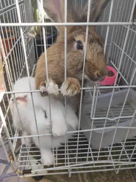 Kelinci sepasang