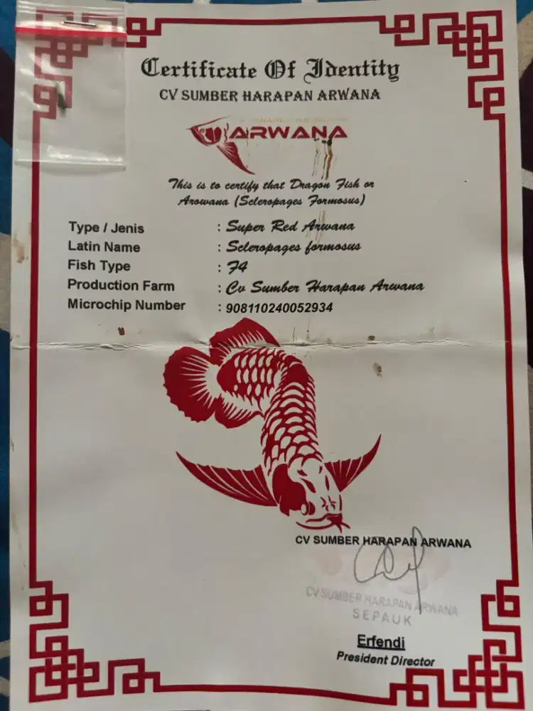 Ikan Arwana Super Red ( SUPER RED ARWANA ) CERTIFIED