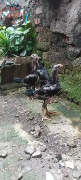 Jual cepat sepasang anak ayam bangkok mangoun f1trah imfort