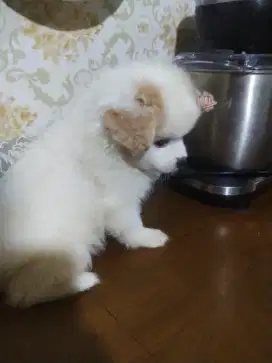 Puppy mix shih tzu mini pom