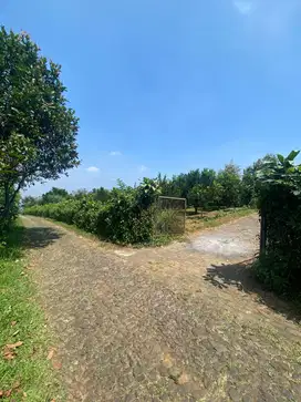 LAHAN KEBUN JERUK LOKASI BUMIAJI KOTA BATU