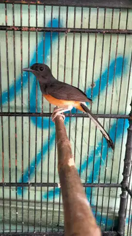 Murai Batu Medan Hutan Bahorok Jantan Super Prospekan
