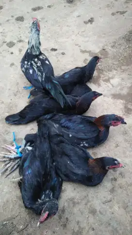 Ayam kampung hidup