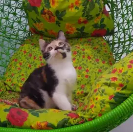 BSH Calico Murah