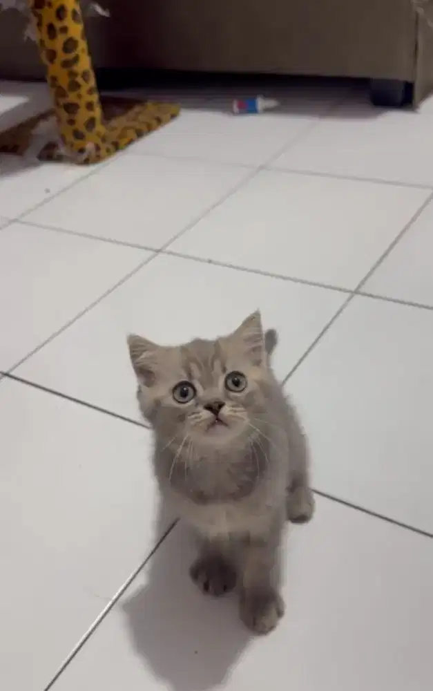 BSH/British Shorthair Blue Tabby Jantan murah murni