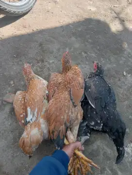 Ayam kampung hidup betina