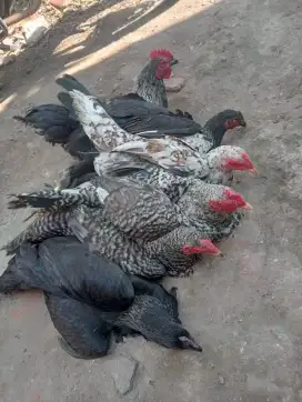 Jual beli ayam 1 kilo up