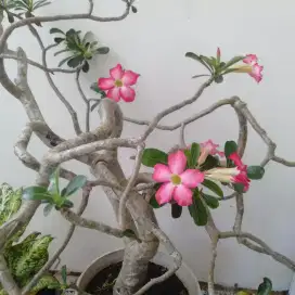 Tanaman Bonsai Kamboja jepang Adenium.