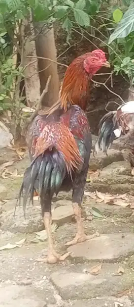 Ayam Jago kampung