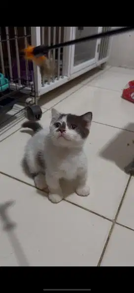Bsh munchkin jantan