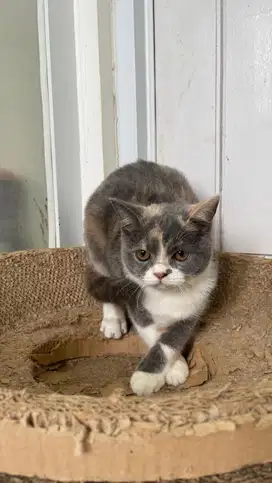 open adopt kitten bsh x scottish