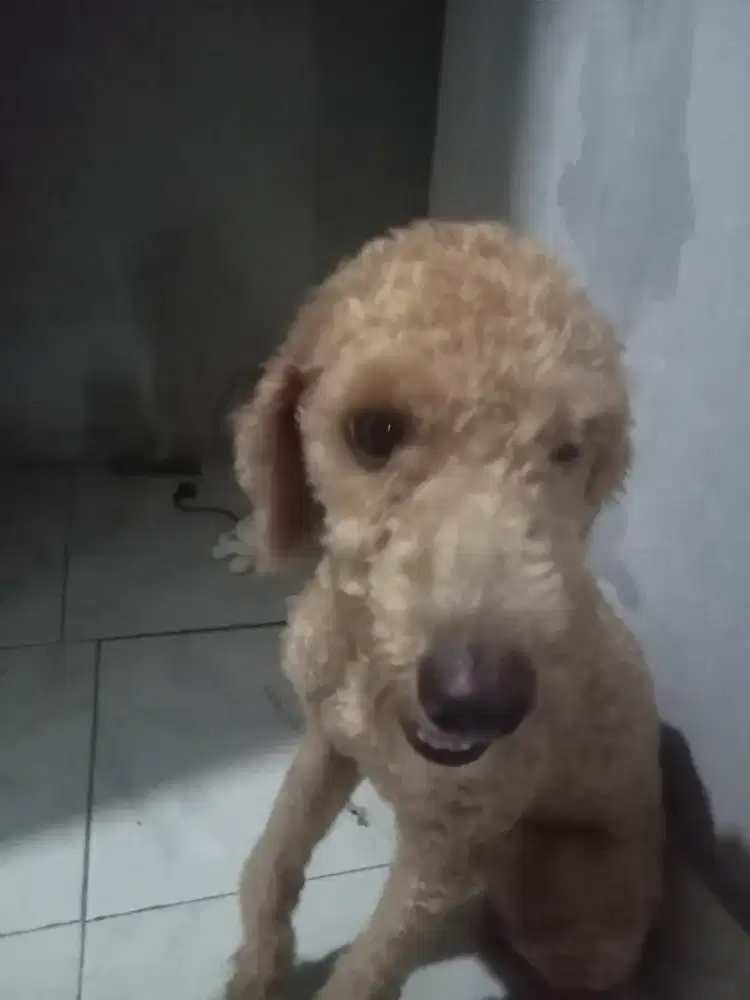 Poodle jantan manja