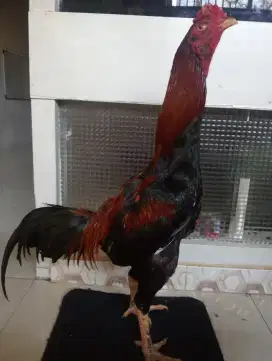 Ayam Bangkok klasik ukuran 4,5-5 bahu