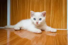 Kucing Munchkin betina dan jantan