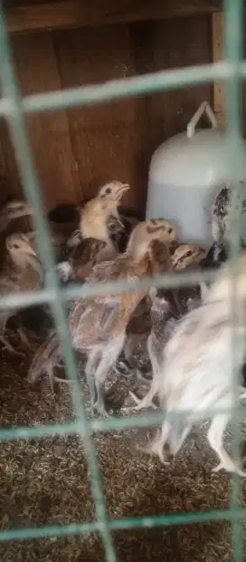 Ayam kampung asli