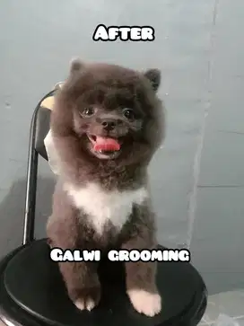 JASA GROOMING CAT & DOG sejabodetabek (FREE ONGKIR)