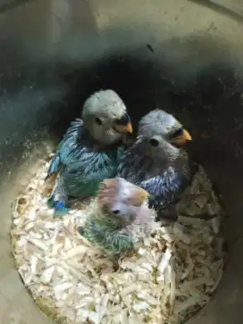 Jual lolohan/anakan lovebird nonklep