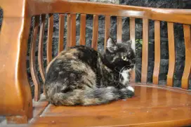 Bsh munchkin betina  proven