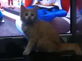 Kucing kitten Persia medium