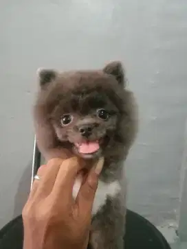 JASA GROOMING CAT&DOG SE-JABODETABEK (FREE ONGKIR)
