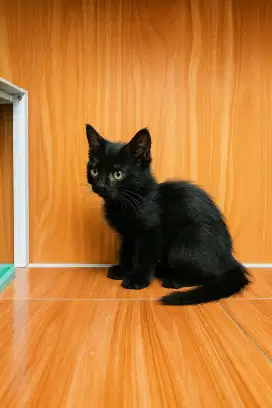 Kucing Munchkin jantan