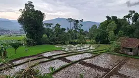 JUAL CEPAT TANAH SAWAH CIMAUNG BANDUNG SELATAN