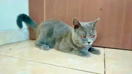 Kucing British short hair/BSH remaja