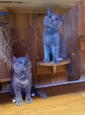 Kucing kitten bsh mix ss