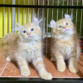 Kitten Munchkin non standar