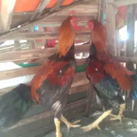 Jual ajah ayam Bangkok 2 ekor