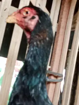 Ayam Jantan Shamo Eropa