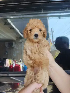 Jual Anjing Toy Poodle