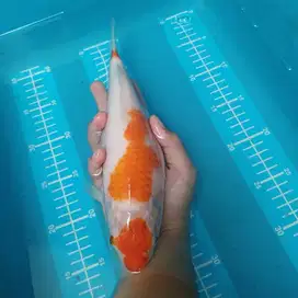 ikan koi kohaku sisik 30 cm BU hitam putih blitar sanke ochiba showa