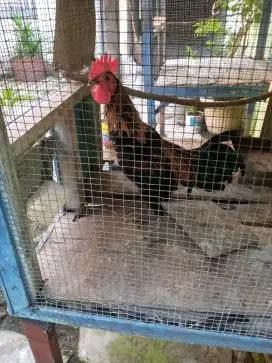 Ayam ketawa msh muda