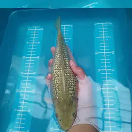 ikan koi chagoi ginrin bulky munuk 31 cm BU hitam putih blitar sanke