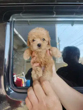 Jual Anak Anjing Toy Poodle