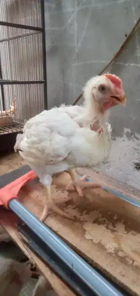 Ayam negri boiler