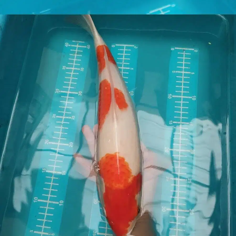 ikan koi kohaku 3 step besar 43 cm BU blitar chagoi tembaga blitar
