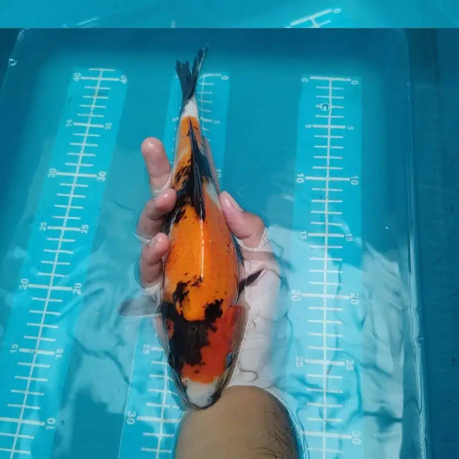 ikan koi showa size 29 cm BU blitar sanke ochiba showa platinum kohaku