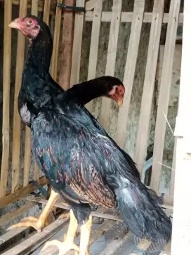 Sepasang Ayam Shamo Eropa