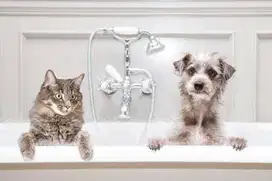 Grooming kucing anjing kelinci murah